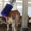 Brosse Rotative Cow Master – Image 2