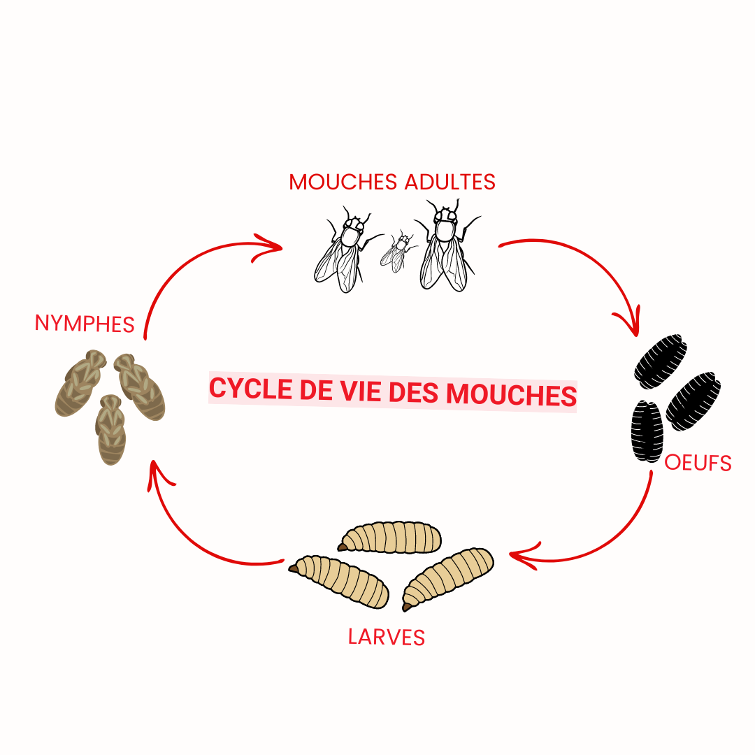 mouche-cycle-de-vie